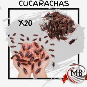 Pack de 20 cucarachas de plástico realistas para bromas y decoración temática. Distribución mayorista en toda Argentina por MB Comercializa. Stock disponible con precios directos de fábrica y despachos rápidos en 48 horas.